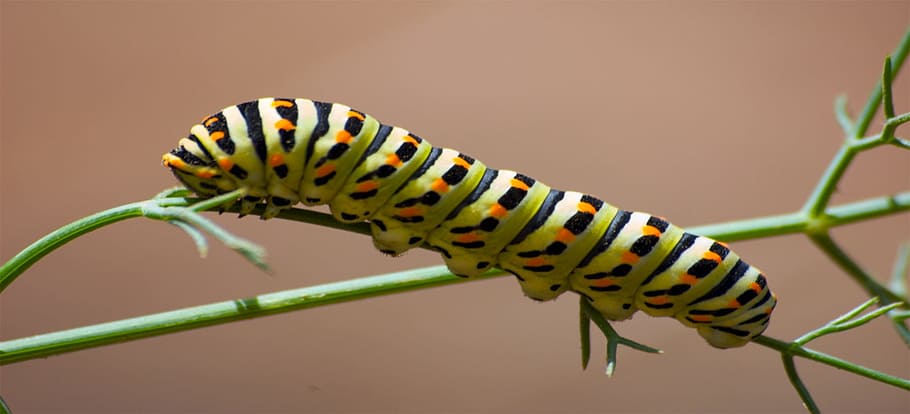 worm, insect, caterpillar, leaf, green caterpillar, plants HD wallpaper