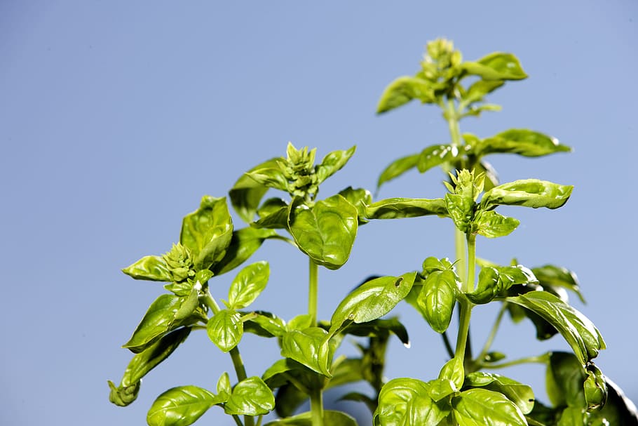 basil, herb, spice, leaves, green, mediterranean, aroma, eat HD wallpaper