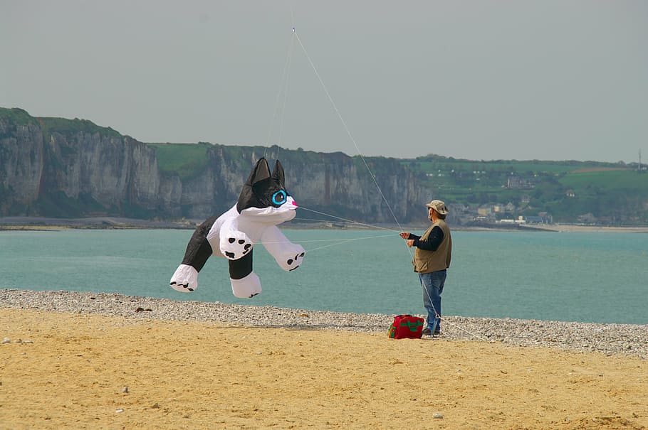kite, beach, cat, sea, cliff, full length, leisure activity HD wallpaper