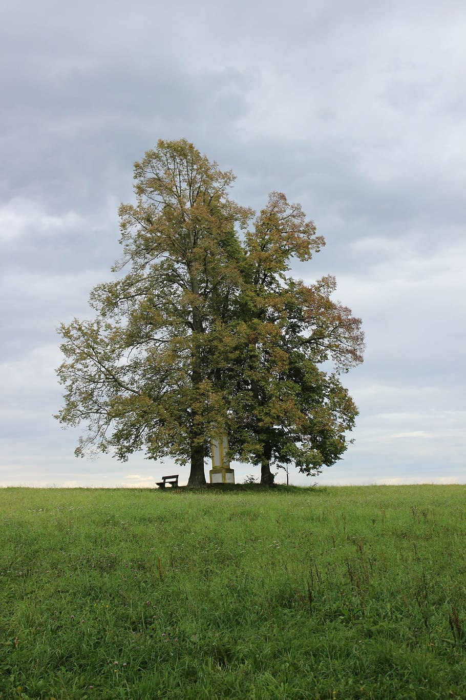 tree, recreation, clouds, foliage, plant, sky, grass, field HD wallpaper