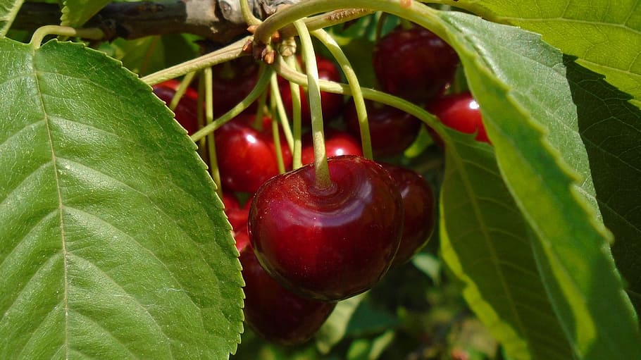 Macro, Plant, Fruit, Cherry, Nature, green color, leaf, food and drink HD wallpaper