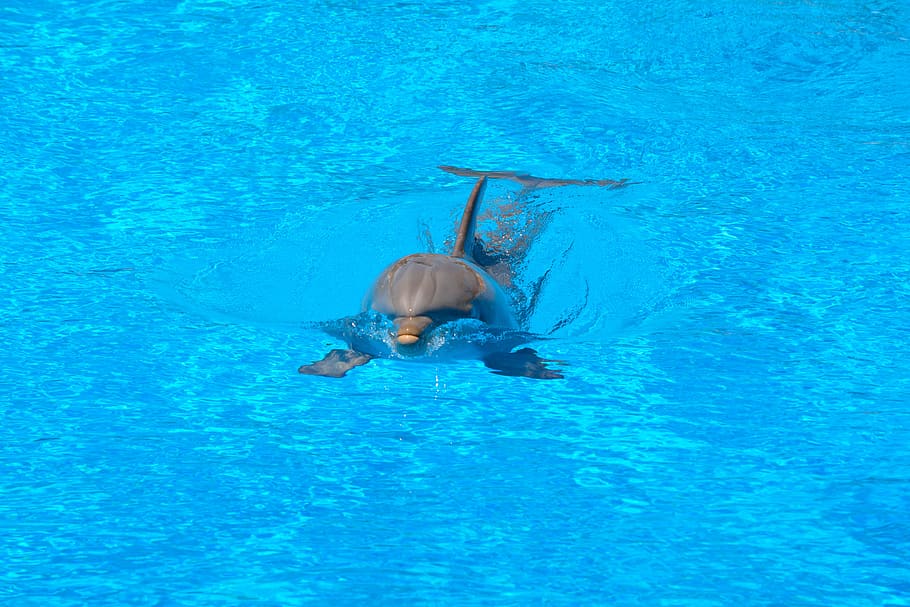 photo of dolphin, Swim, Water, Blue, Jump, how, dolphinarium, HD wallpaper