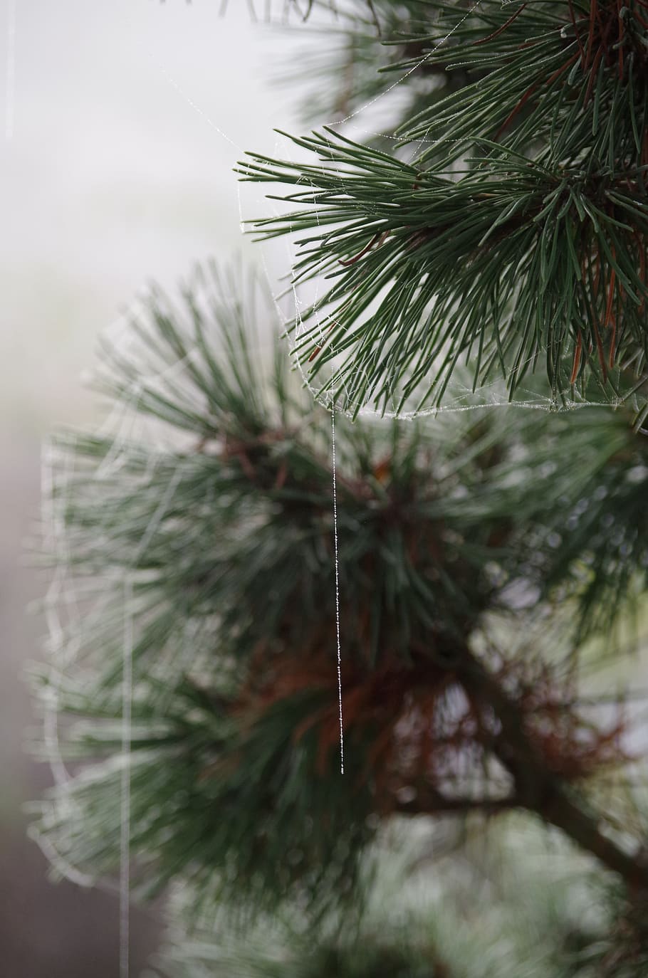 pine, ripe, spider webs, dew, frozen cobwebs, autumn, frost HD wallpaper