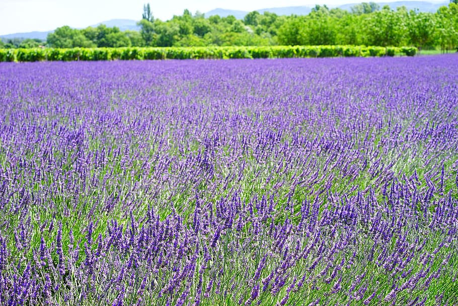 field of purple petaled flowers, lavender flowers, flora, floral, HD wallpaper