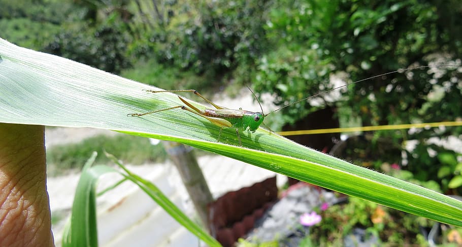 cricket, grasshopper, macro, insect, colombia, plant, focus on foreground HD wallpaper