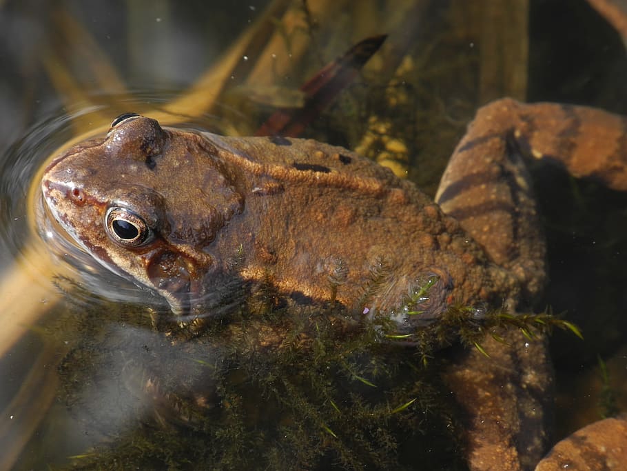 Toad, Brown, Floats, Close, Nature, water, amphibian, one animal HD wallpaper