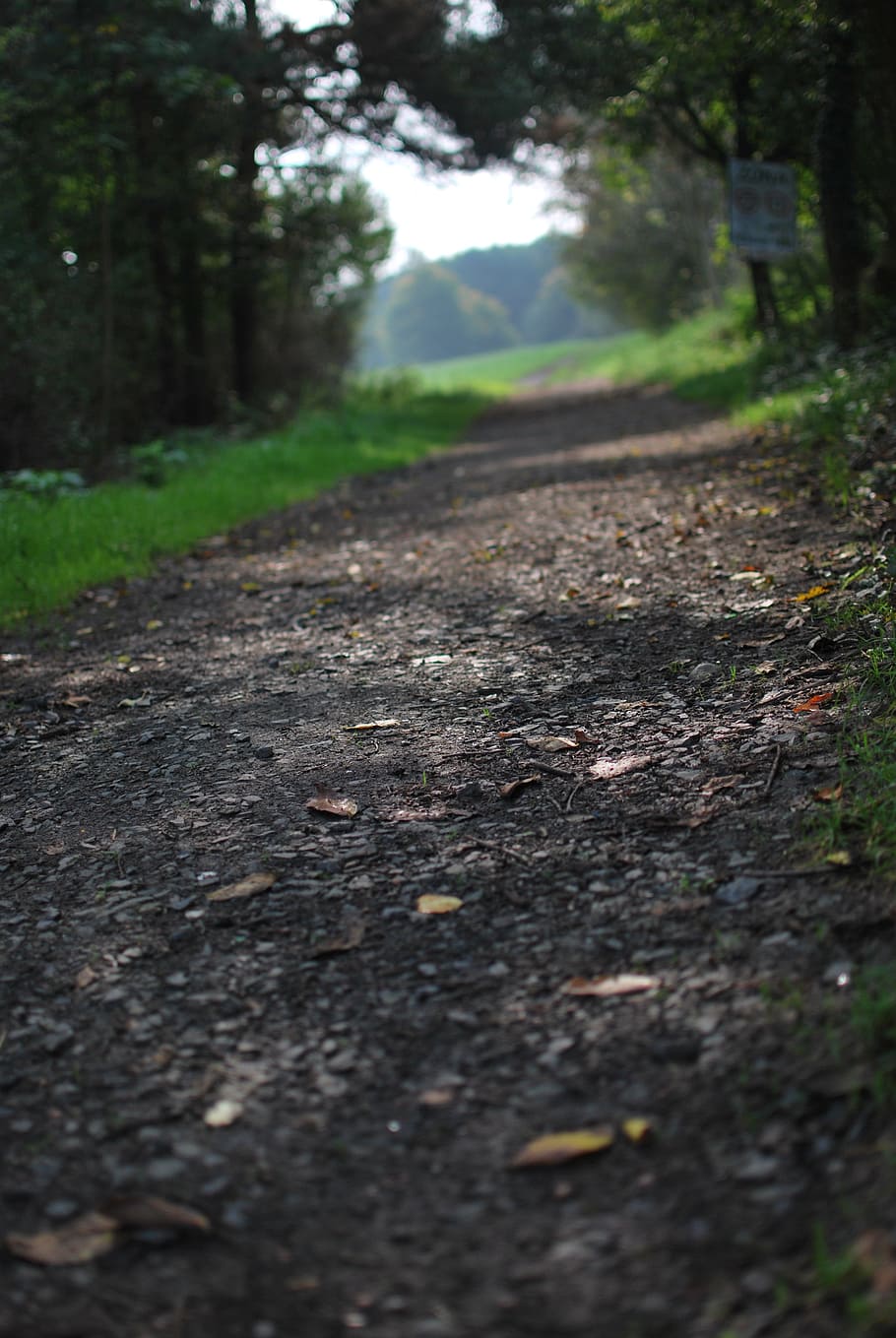 path, nature, landscape, tree, road, the way forward, plant HD wallpaper