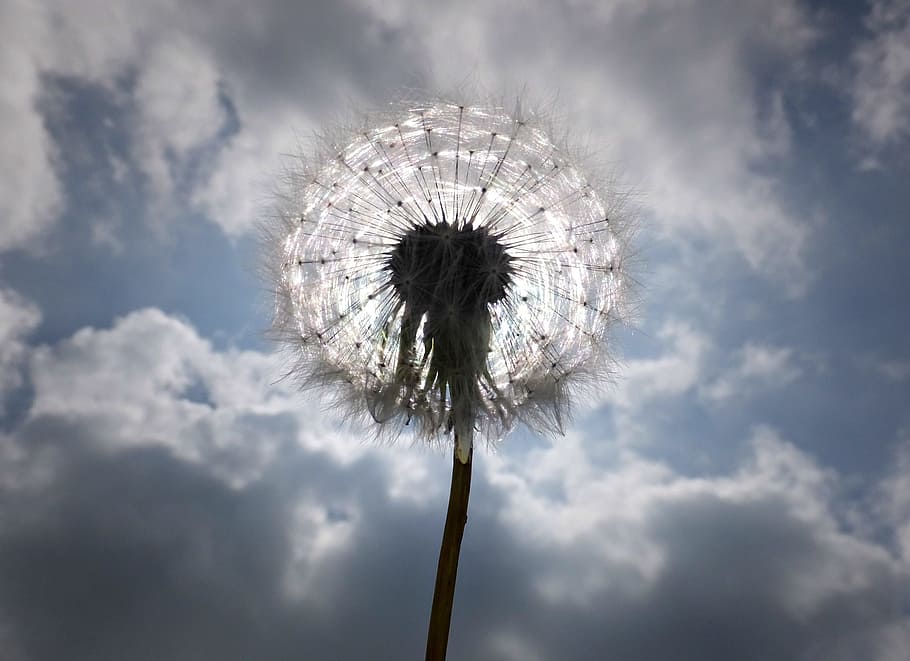 white dandelion, clouds, cloudy, dandelion seed, silhouette HD wallpaper
