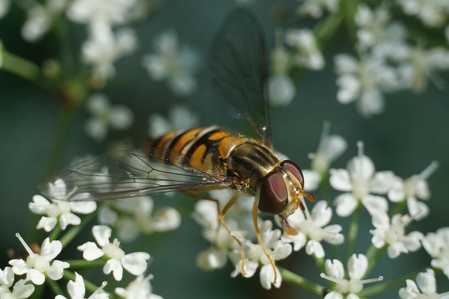 hoverfly, episyrphus balteatus, insect, animal themes, invertebrate HD wallpaper