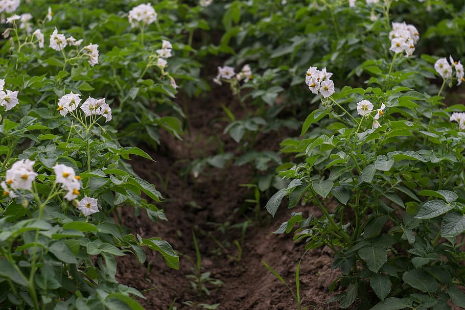 potato field, potatoes, blooming potatoes, flowers, shoots, HD wallpaper