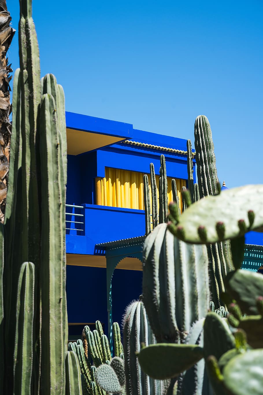 green cacti plants, green cactus plants in front of blue and yellow concrete house HD wallpaper