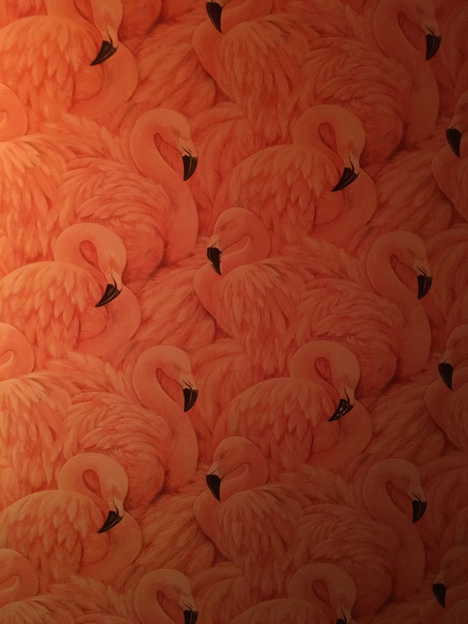 wallpaper, flamingo, pink, tropical, design, bird, nature, pattern, HD wallpaper
