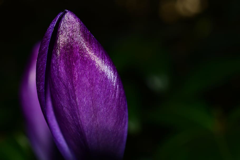 shallow focus photography of purple petal, crocus, flower, spring HD wallpaper