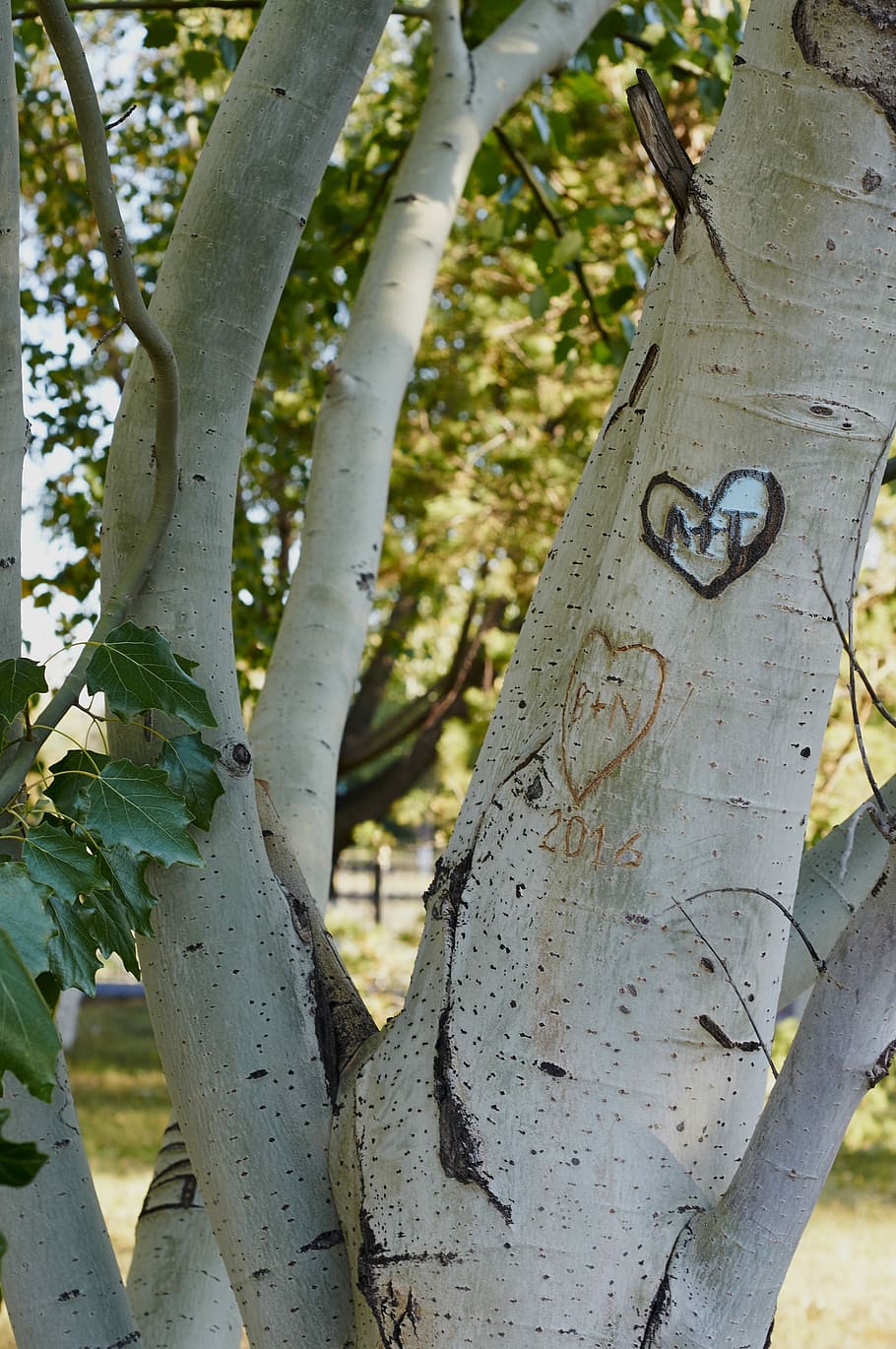 Tree, Hooliganism, park, no people, day, close-up, tree trunk, HD wallpaper