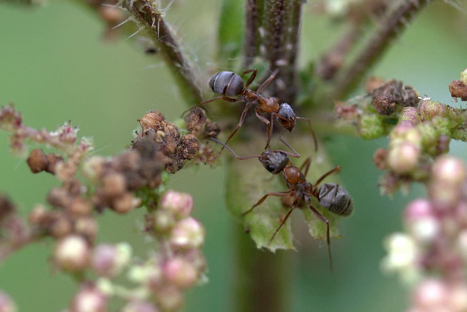Ant, Plant, Macro, Insecta, no people, day, nature, outdoors HD wallpaper