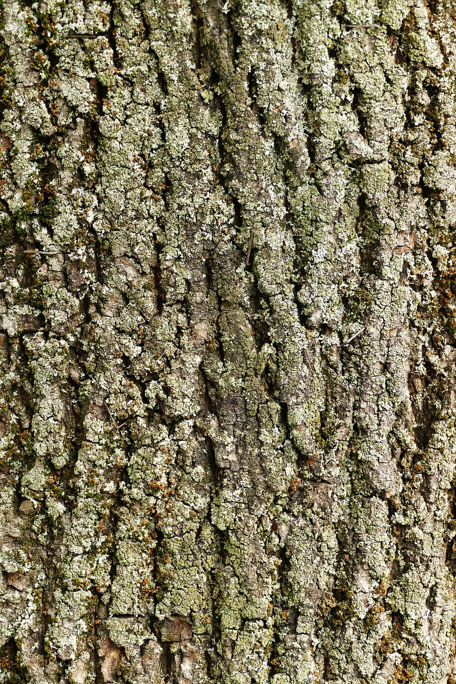 tree, tree bark, nature, pattern, structure, full frame, tree trunk HD wallpaper