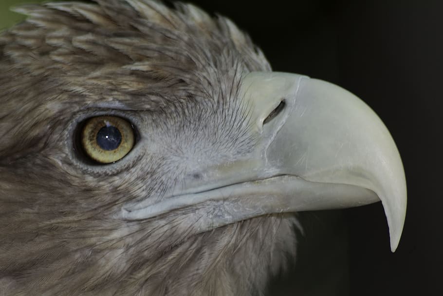 Aquila, Volatile, Beak, Bianca, Animal, bird, animals, nature HD wallpaper