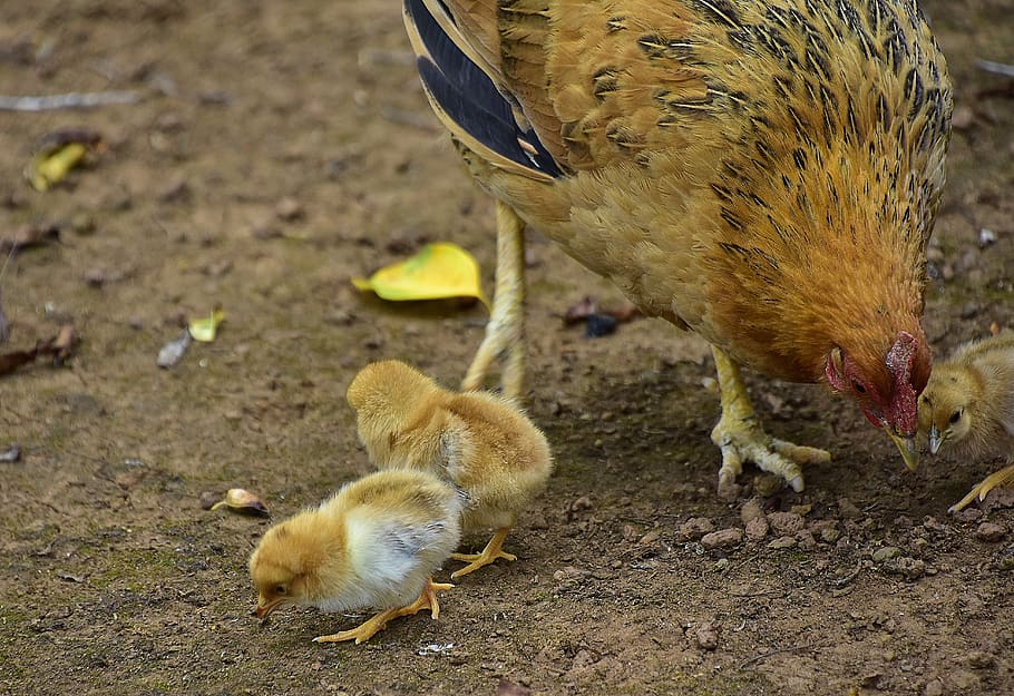 birds, poultry, plumage, chicks, ave, wing, animal themes, group of animals HD wallpaper