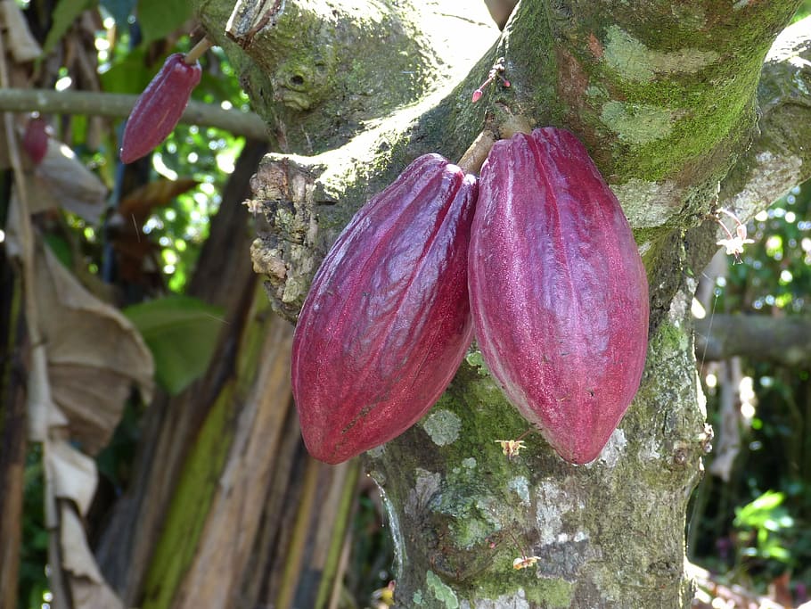 two cocoa fruits, chocolate, candy, harvest, tree, ripe, costa rica, HD wallpaper