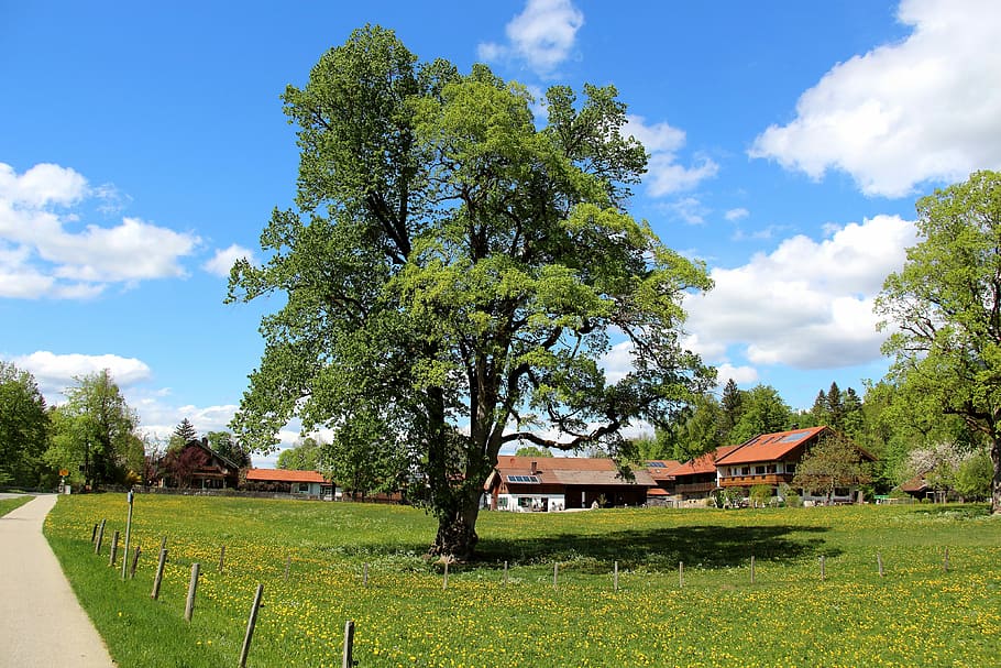 tree, nature, grass, wood, summer, landscape, rural, farm, idyllic HD wallpaper