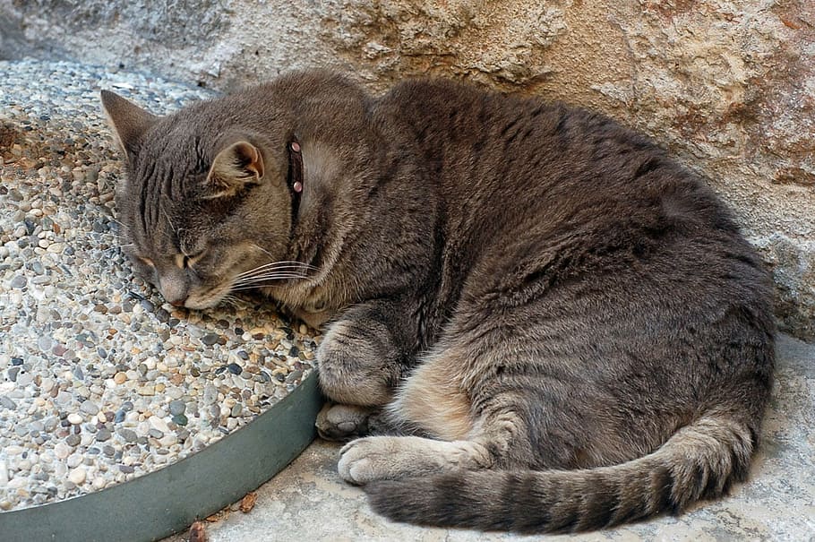 grey, tabby, cat, sleeping, pebbles, wall, beige, brown, feline HD wallpaper
