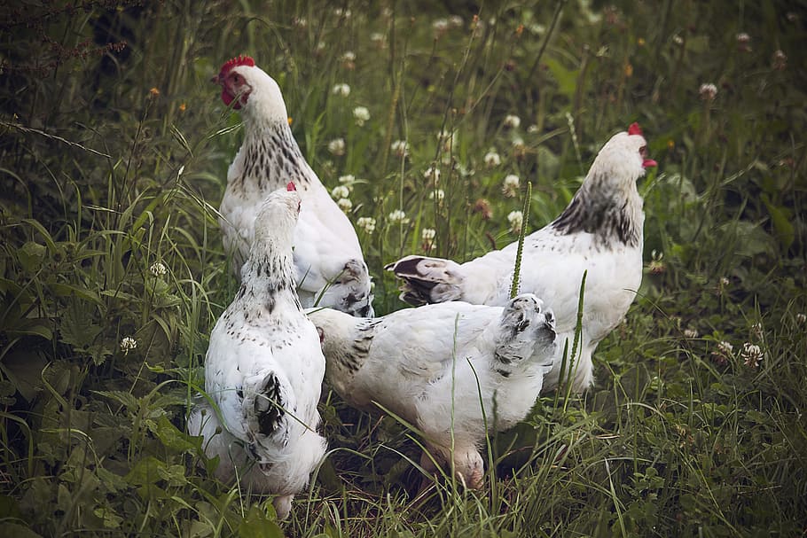 four white chickens on green field, farm, animal themes, bird HD wallpaper
