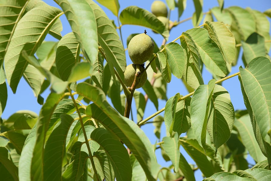 Walnuts, Dried Fruit, green, plant, leaf, growth, green color HD wallpaper
