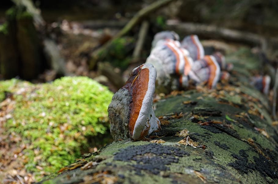 mushroom, tree fungus, forest, nature, selective focus, plant HD wallpaper