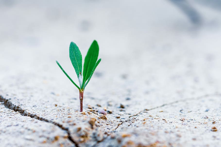 geen plant sprout, selective focus photography of green plant, HD wallpaper