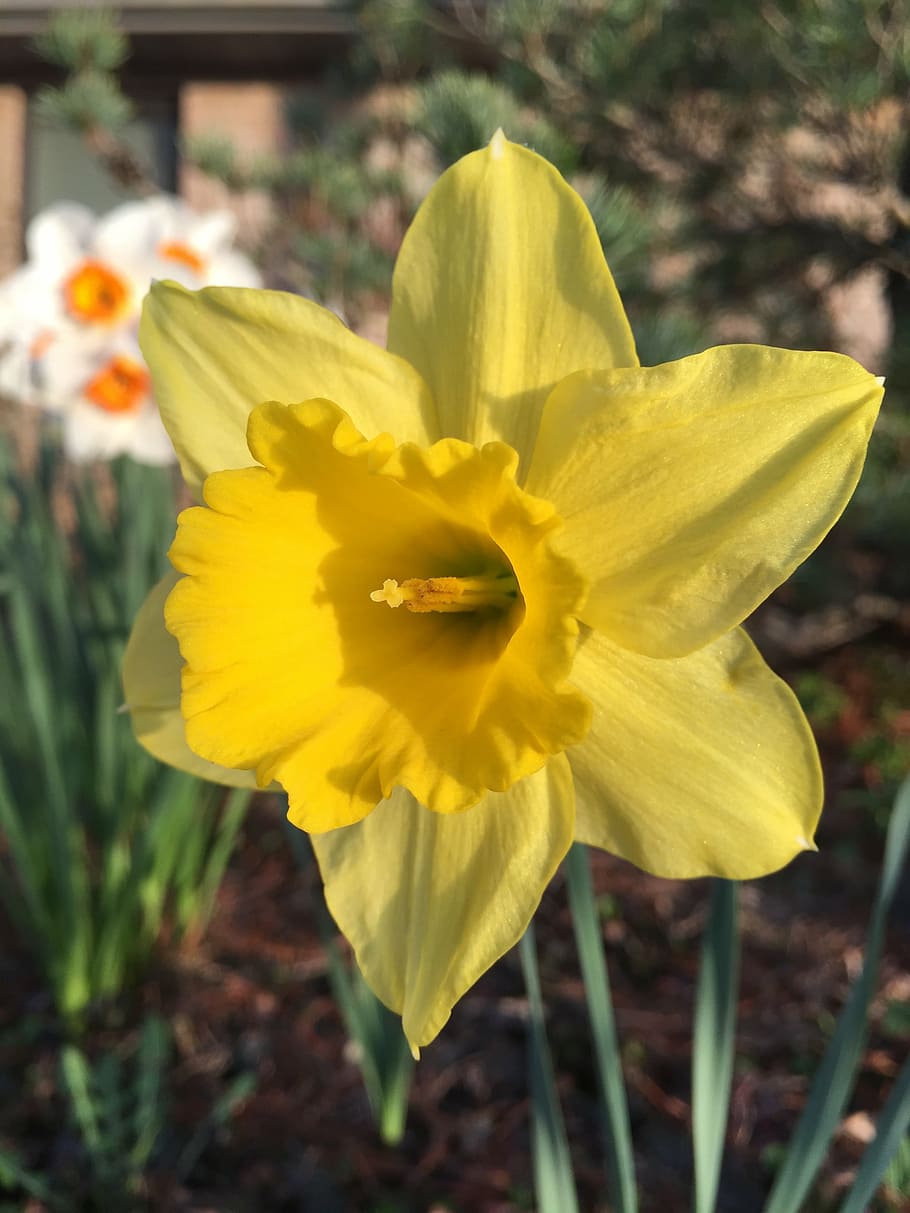 daffodil, narcissus, spring, blossom, flower, bloom, springtime HD wallpaper