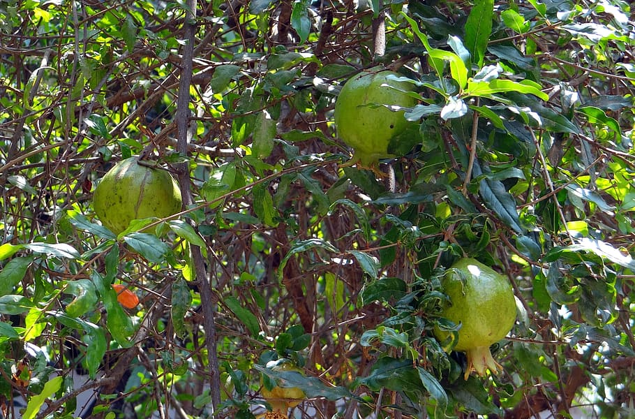 Pomegranates, Trees, Greenery, Plants, flora, leaves, leafy HD wallpaper
