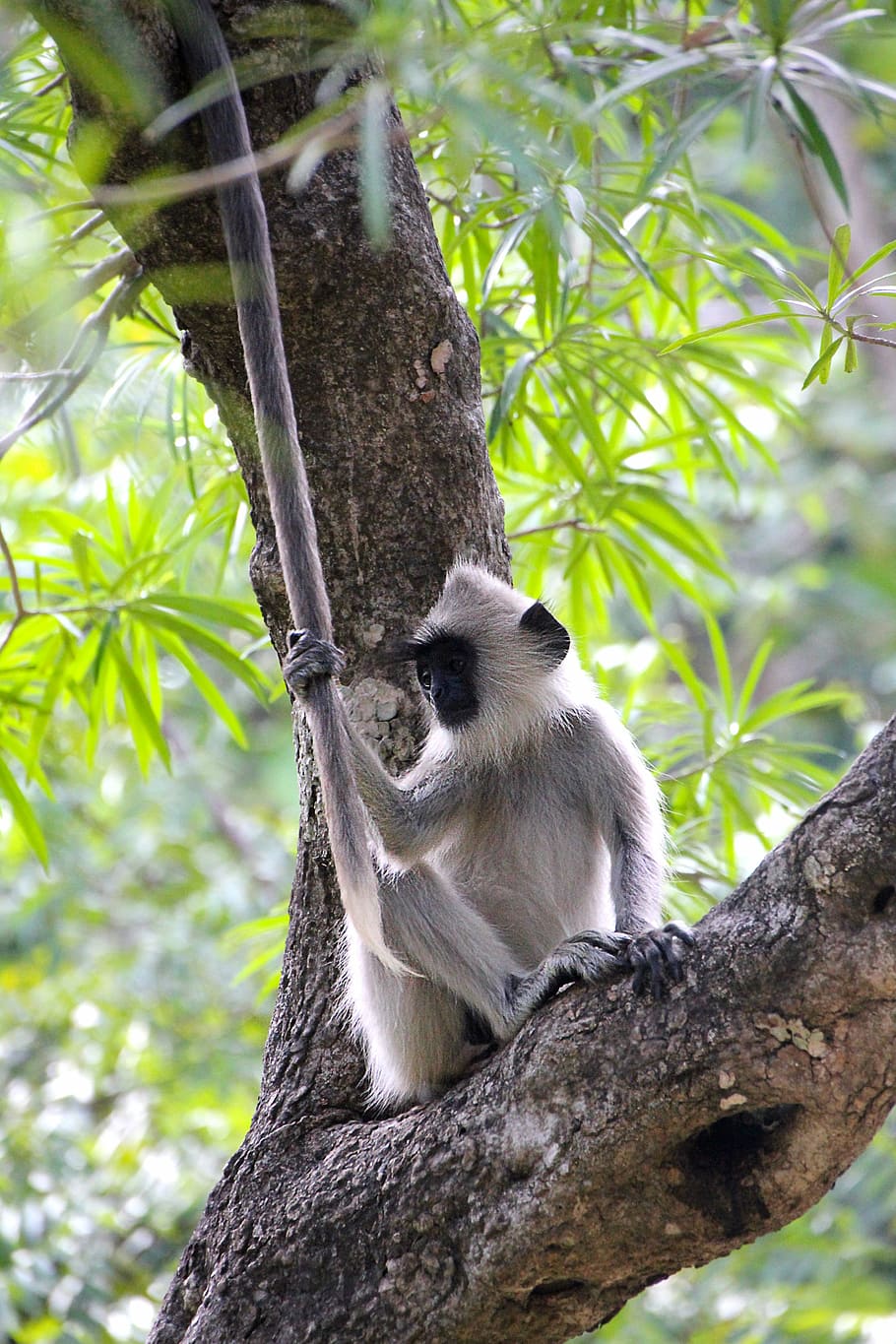monkey, tree, cute, äffchen, animal, nature, animal world HD wallpaper