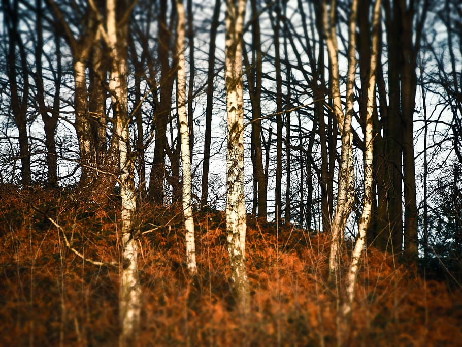 forest, trees, nature, landscape, log, birch, mood, miniature effect HD wallpaper