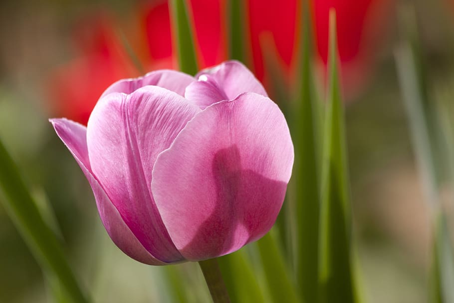 selective photography of pink tulips, lily, spring, nature HD wallpaper