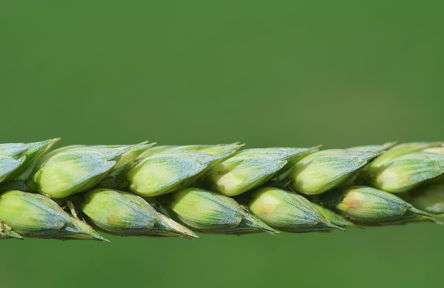 green leafed plant, wheat, cereals, grain, close, ear, nature HD wallpaper