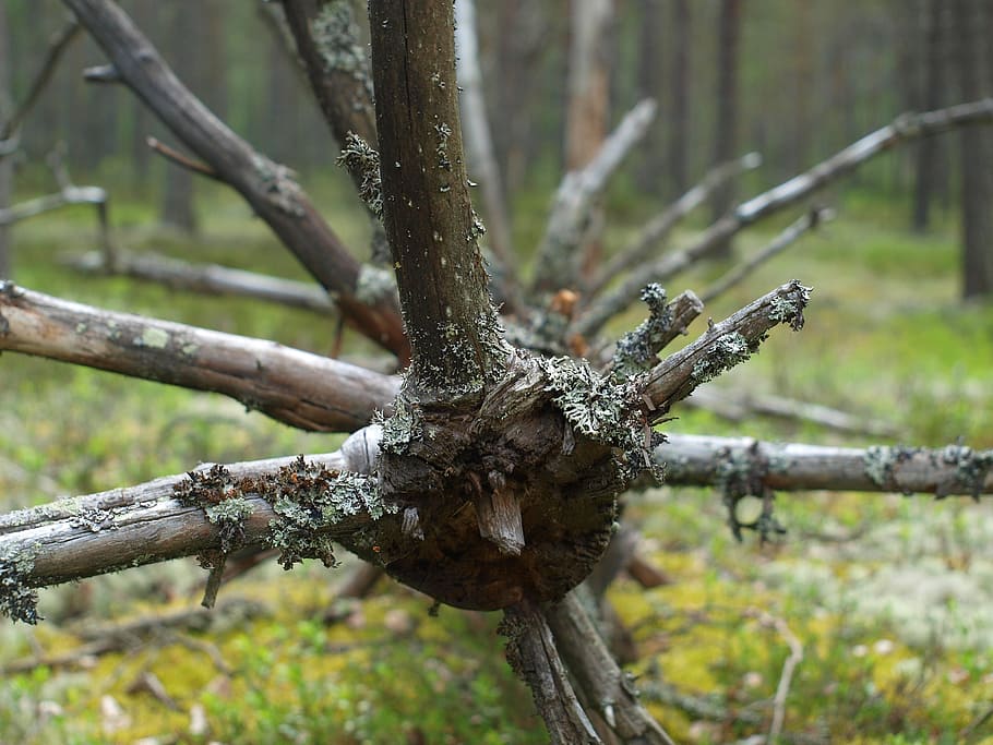 branches, forest, tree, collection, nature, outdoors, plant HD wallpaper