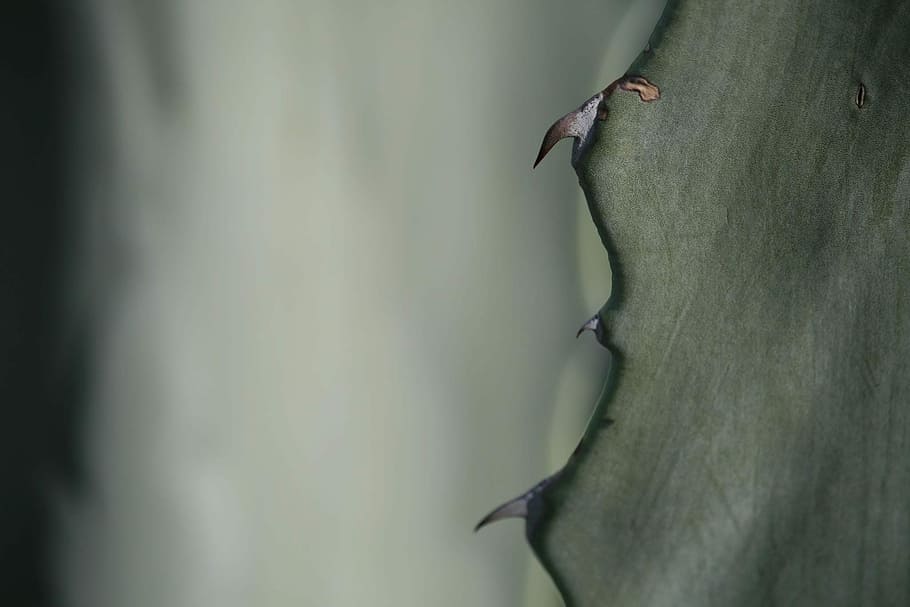 Cactus, Thorns, Succulent, no people, day, growth, close-up HD wallpaper