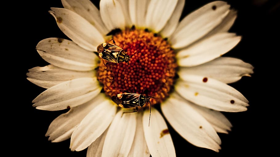 flower, bugs, insects, nature, plant, garden, macro, natural HD wallpaper