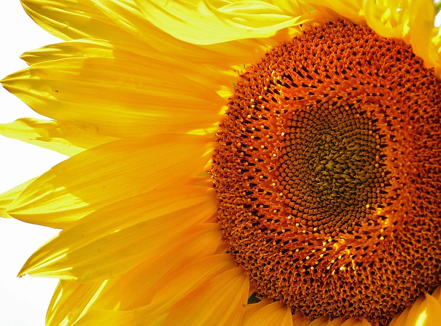 sun flower, summer, garden, blossom, bloom, yellow, helianthus, HD wallpaper