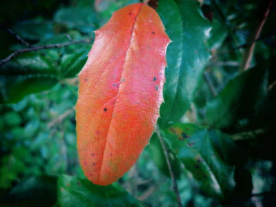 leaf, red leaf, color, fall foliage, autumn, nature, season HD wallpaper