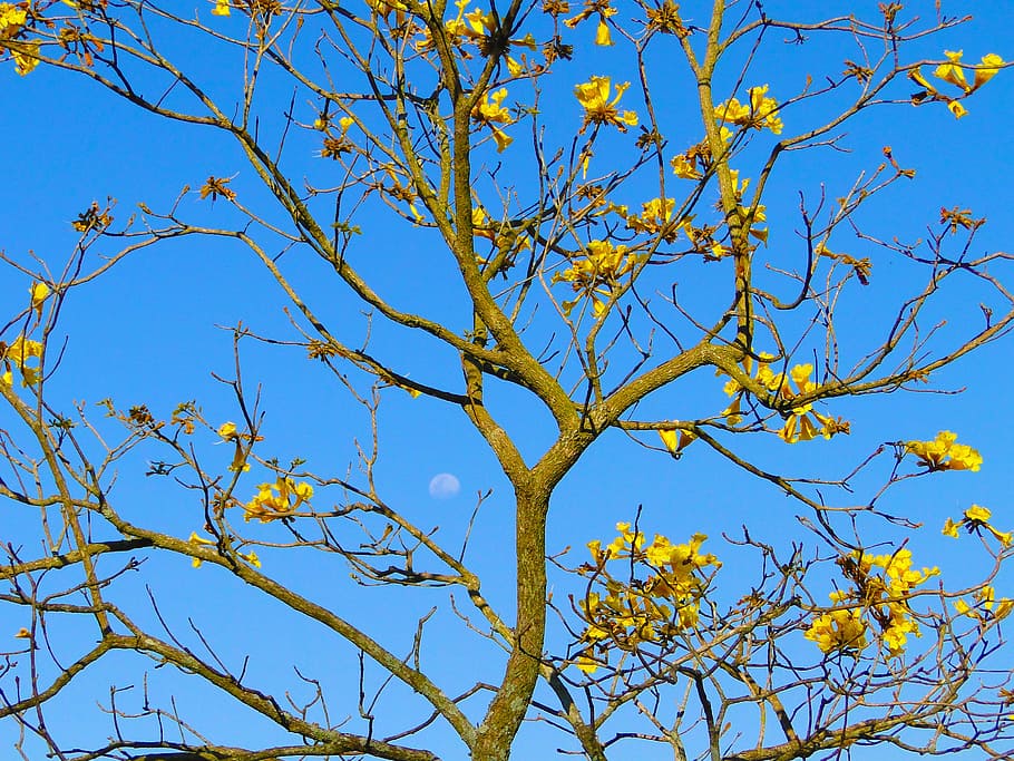 moon, sky, yellow ipê, farm, reflection, tree, the moon by day, HD wallpaper