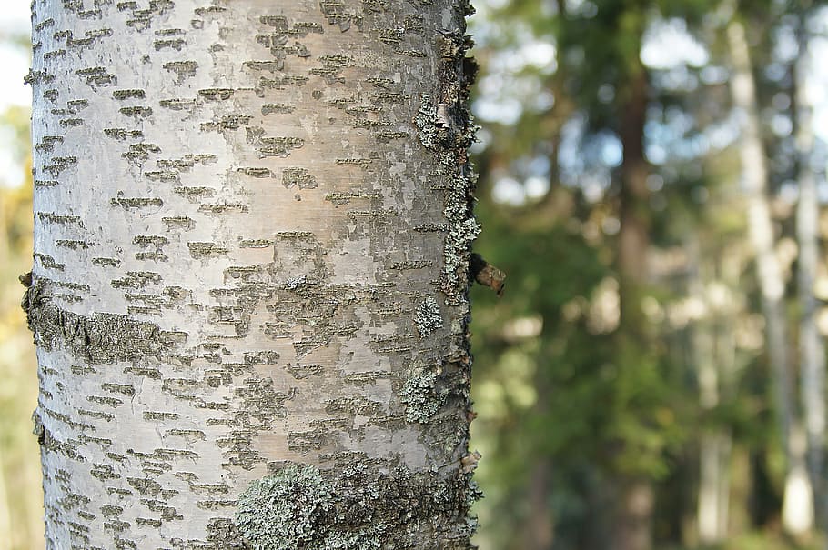 birch, stem, trunk, forest, tree, nature, plant, finland, tree trunk HD wallpaper