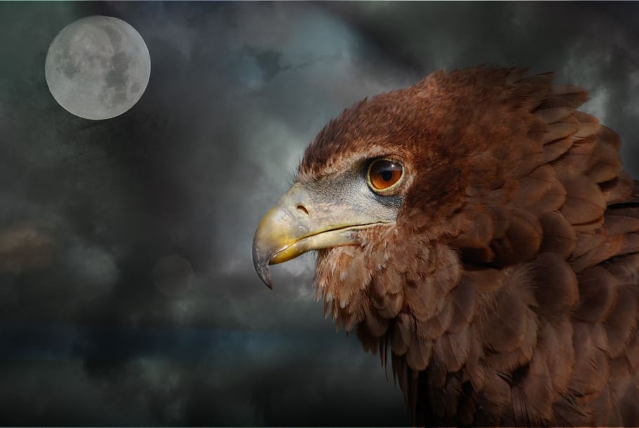 brown hawk and full moon, raptor, adler, bill, gloomy, clouds, HD wallpaper