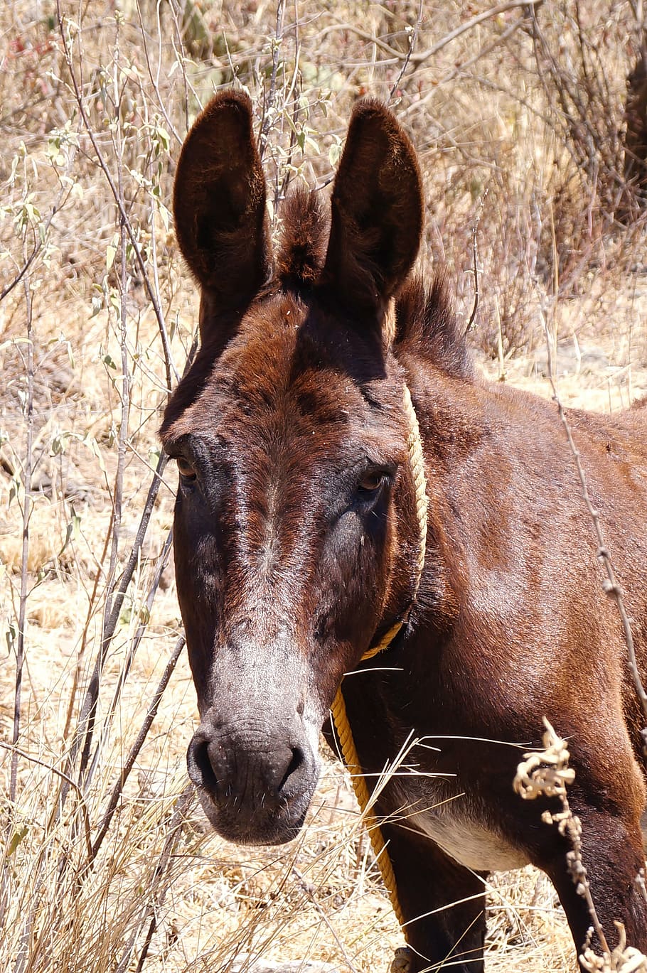 donkey, animal, four legged, mammal, animal themes, domestic animals HD wallpaper
