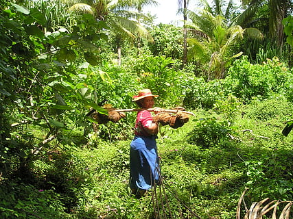 coconuts, harvest, traditionally, samoa, exotic, south sea HD wallpaper