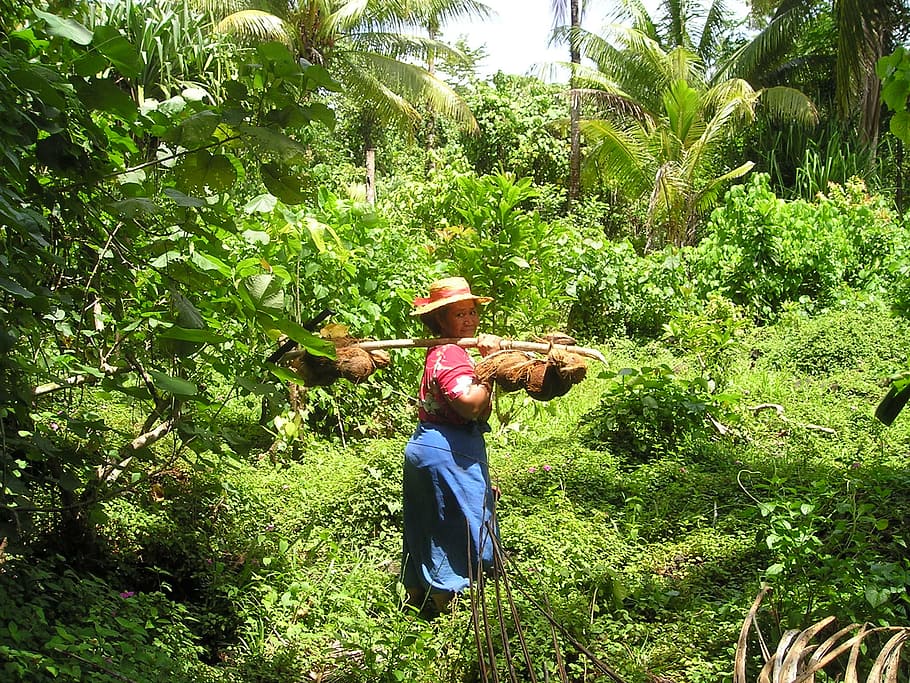 coconuts, harvest, traditionally, samoa, exotic, south sea HD wallpaper