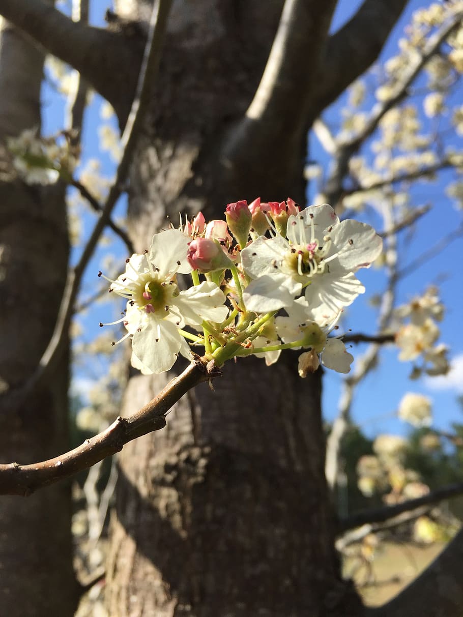 tree, nature, flower, branch, flora, plant, flowering plant HD wallpaper