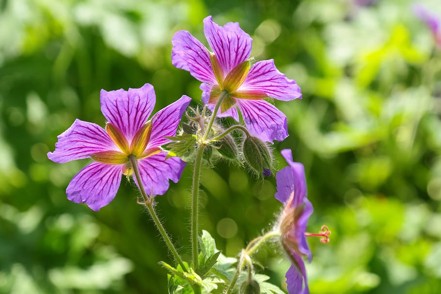 cranesbill, blossom, bloom, stamp, plant, flower, violet, purple HD wallpaper