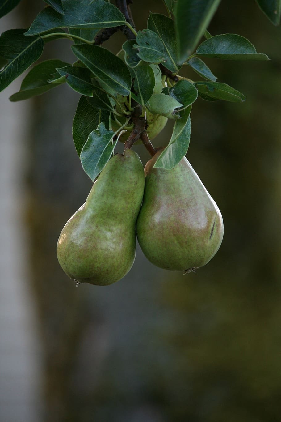 pears, fruit, hanging, pair, natural, healthy eating, food and drink HD wallpaper