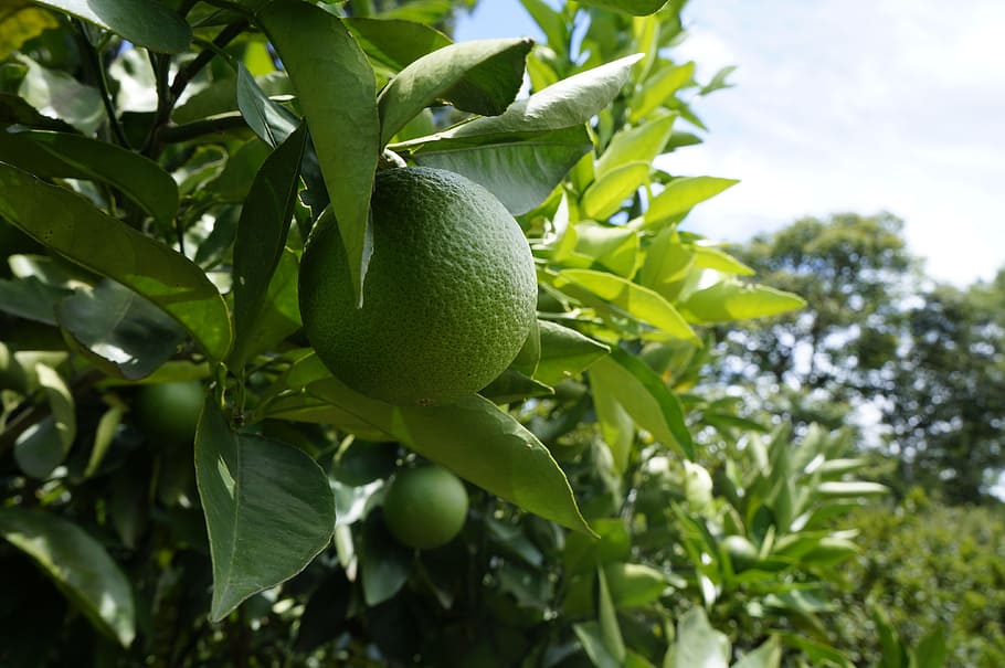 lemon, fruit, plant part, growth, leaf, healthy eating, green color HD wallpaper